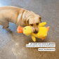 🦆Quack-Quack Ente Hundespielzeug (Kaufen 2 kostenlose Lieferung)